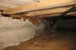 Cum de a distruge ciuperca sub podea pas cu pas instrucțiunile (foto)