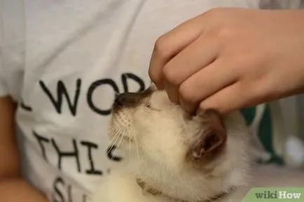 Cum să aibă grijă de pisica (pisica) Cum să aibă grijă de pisica