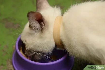 Cum să aibă grijă de pisica (pisica) Cum să aibă grijă de pisica