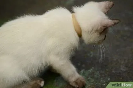 Cum să aibă grijă de pisica (hrănire ori pe zi) Cum să aibă grijă de pisica
