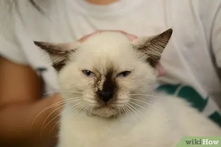 Cum să aibă grijă de pisica (hrănire ori pe zi) Cum să aibă grijă de pisica