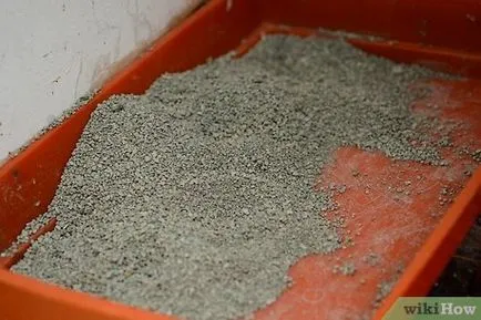 Cum să aibă grijă de pisica (pisica) Cum să aibă grijă de pisica
