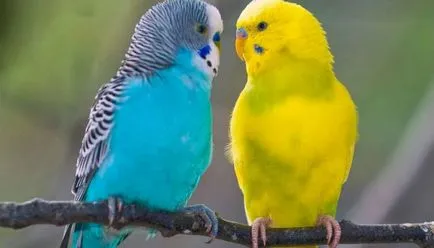 Cum să aibă grijă de budgies, animale de companie (de îngrijire) Cum să aibă grijă de budgies, animale de companie