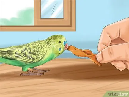 Cum să aibă grijă de budgerigars 1 (îngrijire) Cum să aibă grijă de budgies 1