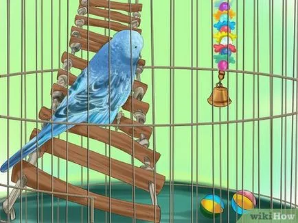 Cum să aibă grijă de budgerigars 1 (ondulat) Cum să aibă grijă de budgies 1