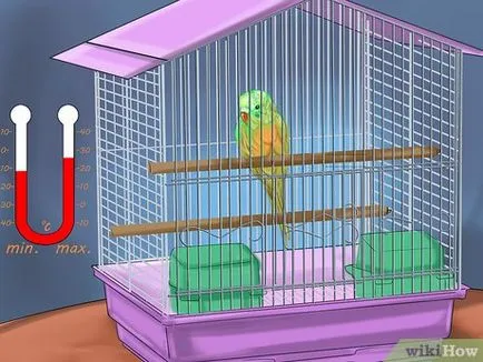 Cum să aibă grijă de budgerigars 1 (papagal) Cum să aibă grijă de budgies 1