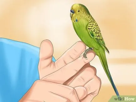 Cum să aibă grijă de budgerigars 1 (papagal) Cum să aibă grijă de budgies 1
