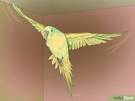 Cum să aibă grijă de budgerigars 1 (ondulat) Cum să aibă grijă de budgies 1