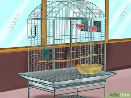 Cum să aibă grijă de budgerigars 1 (Editare budgerigars) Cum să aibă grijă de budgies 1