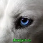 Cum pentru a vedea câinele, fotografii, clipuri video, ce culori văd câine, câinele poate vedea în timpul zilei și în întuneric,