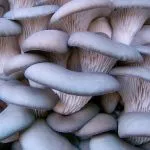 Cum să crească ciuperci ciuperci la domiciliu