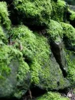 Cum să crească mușchi în casă (să crească) Cum să crească mușchi în casă