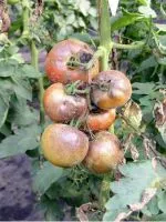 Cum să crească mușchi în casă (condiții) Cum să crească mușchi în casă