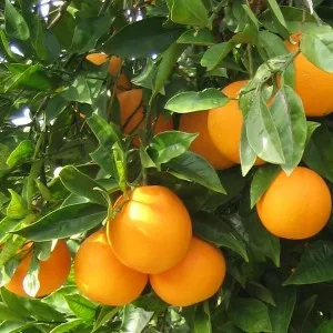 Cum să crească o portocala din oase la domiciliu (îngrijire, transplant)