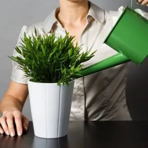 Cum să crească o banana la domiciliu din semințe sau varza nuanțelor de transplant și plante de udare
