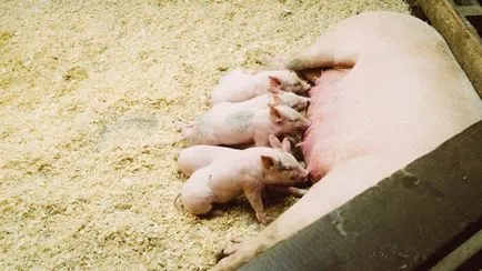 Cum de a aduce porcii fără standardele scroafa dieta de porci, sfaturi