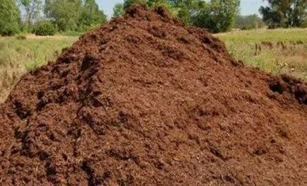 Cum să crească ciuperci ciuperci la domiciliu