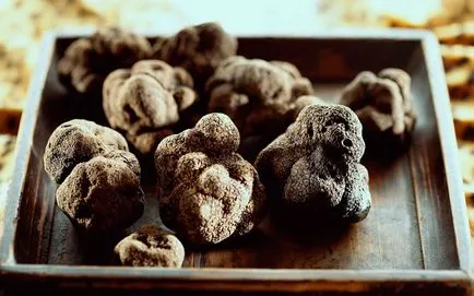 Cum să crească trufe la domiciliu în România (trufa) Cum să crească trufe acasă în România