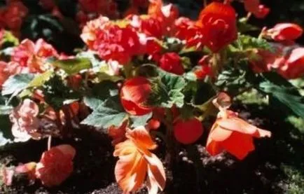 Cum să crească begonia tuberculilor si nu numai