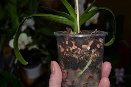 Cum să crească orhidee Phalaenopsis Babe pe un vârf (a crește) Cum să crească orhidee Phalaenopsis Babe pe un vârf