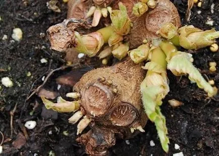 Cum să crească begonia tuberculilor si nu numai