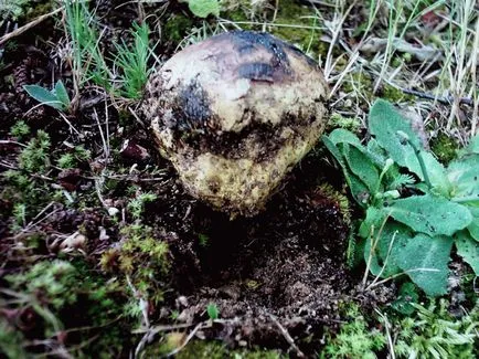 Cum să crească trufe la domiciliu în România (condiții) Cum să crească trufe acasă în România