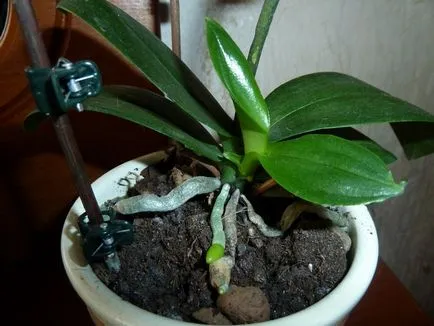 Cum să crească orhidee Phalaenopsis Babe pe un vârf (spike) Cum să crească orhidee Phalaenopsis Babe pe un vârf