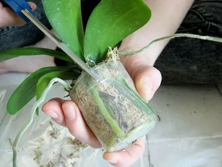 Cum să crească orhidee Phalaenopsis Babe pe un vârf (spike) Cum să crească orhidee Phalaenopsis Babe pe un vârf