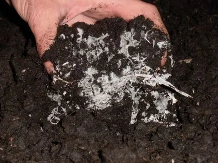 Cum să crească trufe în planul de afaceri tehnologie de origine