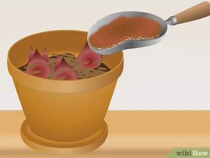 Cum să crească narcise în casă