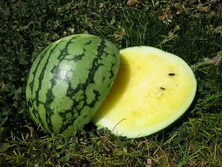 Cum să crească pepeni verzi - note (dulce pepene verde suculent) Cum să crească pepeni verzi - puncte importante