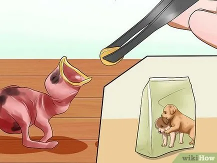 Așa cum puii cresc vrabie casa (pui) Cum să crească o vrabie casă nou create