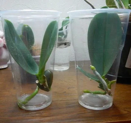 Cum să crească orhidee Phalaenopsis Babe pe un vârf (Babe cresc orhidee) Cum să crească orhidee Phalaenopsis Babe pe un vârf