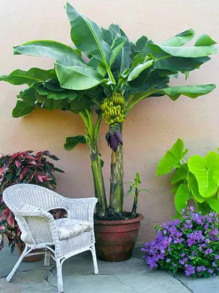 Cum să crească în casa semințelor de banane