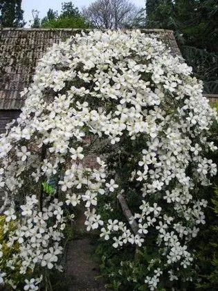 Cum de a face Clematis floare magnific - flori și arbuști ornamentali (Blooming) Cum de a face Clematis floare magnific - flori ornamentale și arbuști