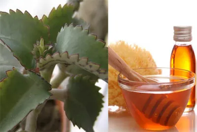 Kalanchoe în nas și copilul adult ca picurare și cum să facă o picătură de suc de plante