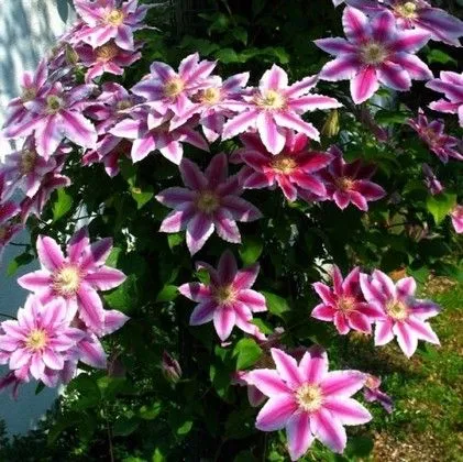 Cum de a face Clematis floare magnific - flori ornamentale și arbuști (înflorit Clematis Clematis) Cum de a face Clematis floare magnific - flori ornamentale și arbuști
