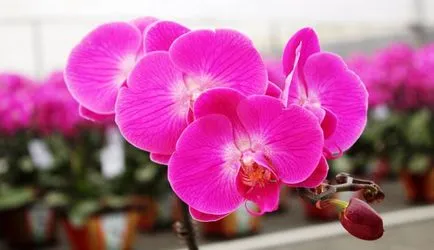 Cum se ajunge să înflorească Phalaenopsis orhidee la domiciliu (Phalaenopsis) Cum se ajunge să înflorească Phalaenopsis orhidee la domiciliu