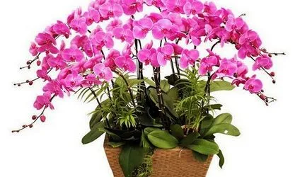 Cum se ajunge la orhidee Phalaenopsis flori la domiciliu (orhidee) Cum se ajunge să înflorească Phalaenopsis orhidee la domiciliu