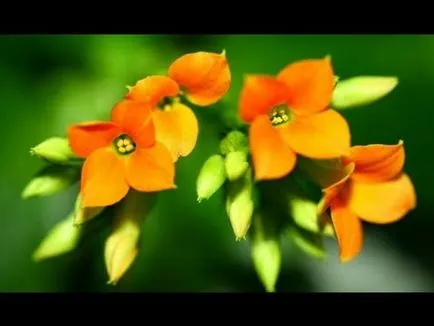 Kalanchoe în nas și copilul adult ca picurare și cum să facă o picătură de suc de plante