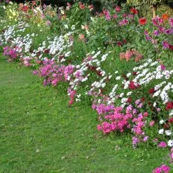 Un pat de flori de flori perene pentru începători cu numele și pozele pentru flowerbeds, diagrame, video