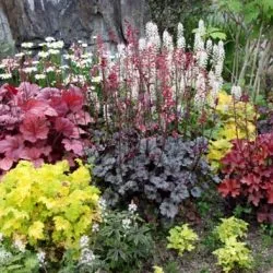 Un pat de flori de flori perene pentru începători cu numele și pozele pentru flowerbeds, diagrame, video