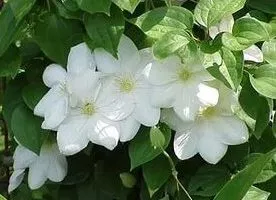 Clematis - plantarea și îngrijirea în câmp deschis, cum ar fi gradina ta