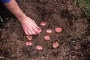Când a planta primăvară gladiolus