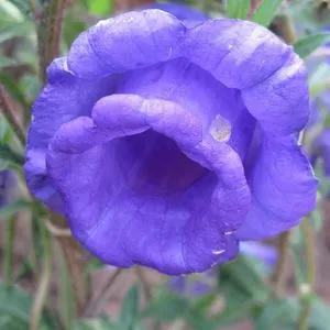 Bell „ceașcă și farfurioară“ îngrijirea și cultivarea de butași și semințe (clopot) Bell „ceasca si farfurie“, îngrijirea și cultivarea de butași și semințe