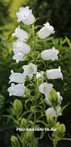 mediu Campanula (mediu campanula)