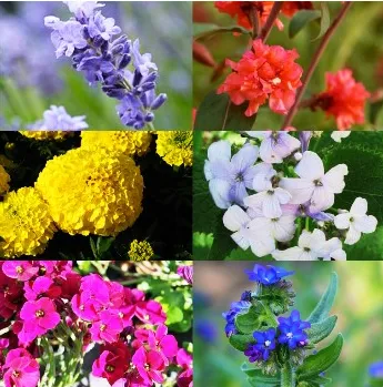Când să planteze semințe de flori perene în sol (grădină) Când să planteze semințe de flori perene în pământ