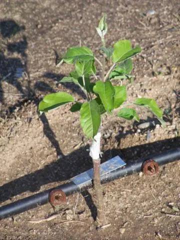 Când în primăvară pentru a planta copaci cum să planteze copaci în primăvară (plantare) Atunci când în primăvară pentru a planta copaci cum să planteze copaci în primăvară