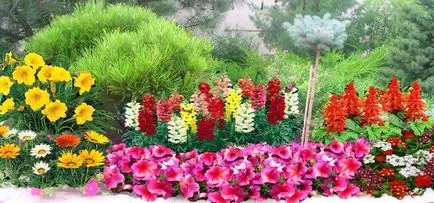 paturi de flori anuale - scheme, exemple, ghid pas cu pas