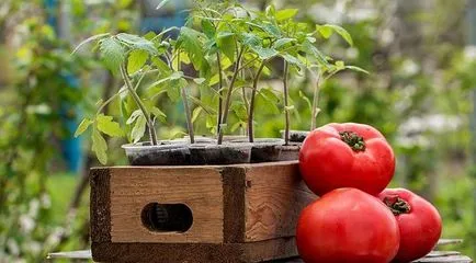 Când să planteze roșii în teren deschis în 2017 o lună, numărul de favorabile
